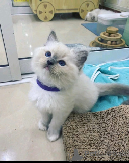 Photo №1. ragdoll - for sale in the city of Helsinki | 361$ | Announcement № 161010