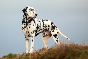 Photo №1. Mating service - breed: dalmatian dog. Price - 250$