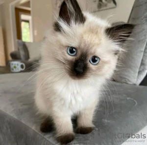 Photo №2 to announcement № 109869 for the sale of siamese cat - buy in Greece breeder