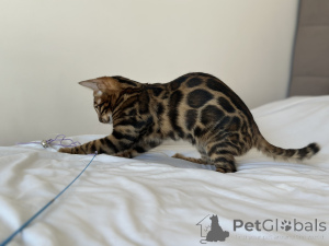 Photo №4. I will sell bengal cat in the city of Kansas City. private announcement, from nursery, breeder - price - negotiated