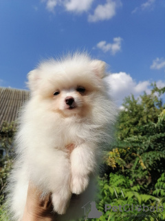 Photo №1. pomeranian - for sale in the city of Minsk | 226$ | Announcement № 64075