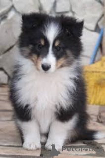 Photo №2 to announcement № 165439 for the sale of shetland sheepdog - buy in Austria private announcement, breeder