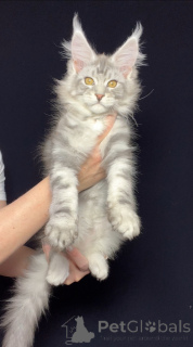 Photo №1. maine coon - for sale in the city of Paris | 1500$ | Announcement № 141767