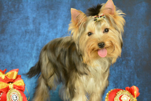 Photo №3. yorkshire terrier kids. Russian Federation