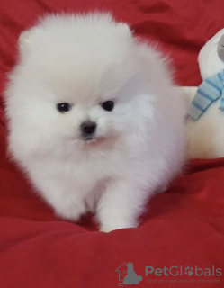 Photo №1. pomeranian - for sale in the city of Флоренс | negotiated | Announcement № 16201