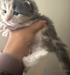 Photo №4. I will sell maine coon in the city of Helsinki. breeder - price - 929$