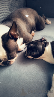 Photo №1. boston terrier - for sale in the city of Poznan | 2824$ | Announcement № 143485