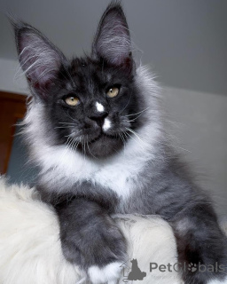 Photo №1. maine coon - for sale in the city of Degerby | negotiated | Announcement № 156253