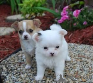 Photo №1. chihuahua - for sale in the city of Košice | negotiated | Announcement № 175814