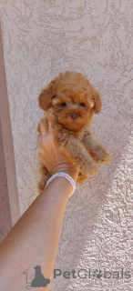 Photo №3. Toy poodle miniature puppies. Serbia