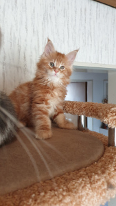Photo №1. maine coon - for sale in the city of Barsel | 758$ | Announcement № 4839