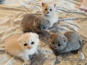 Photo №3. Purebred Scottish fold Kittens. France