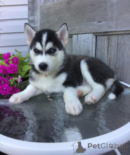 Photo №2 to announcement № 136959 for the sale of siberian husky - buy in Switzerland breeder
