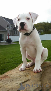 Photo №1. american bulldog - for sale in the city of Aizlingen | 619$ | Announcement № 157878