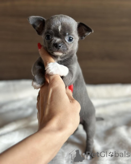 Photo №2 to announcement № 171701 for the sale of chihuahua - buy in Belgium private announcement