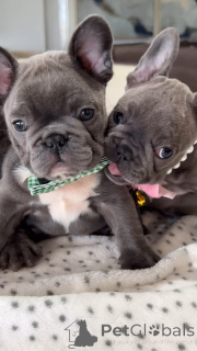 Photo №2 to announcement № 139016 for the sale of french bulldog - buy in Poland private announcement