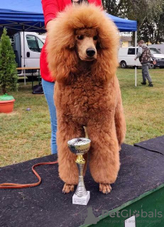 Photo №1. poodle (royal) - for sale in the city of Werbass | negotiated | Announcement № 88444