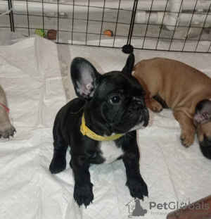 Photo №1. french bulldog - for sale in the city of Rostov-on-Don | 521$ | Announcement № 78694