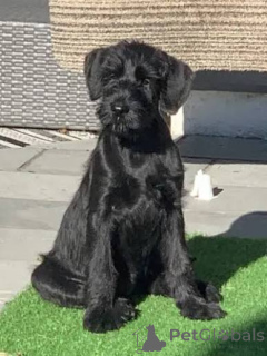 Photo №1. giant schnauzer - for sale in the city of District d'Olbasan | 500$ | Announcement № 172776