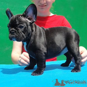 Photo №2 to announcement № 175603 for the sale of french bulldog - buy in Romania 