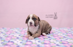 Additional photos: Amstaff puppies, breeding nursery & quot; Alvarez Victory & quot;