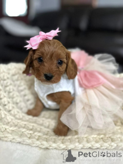 Photo №2 to announcement № 154341 for the sale of cavalier king charles spaniel - buy in United States breeder