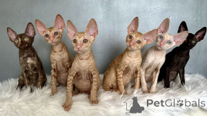 Photo №1. cornish rex - for sale in the city of Frankfurt | negotiated | Announcement № 164265
