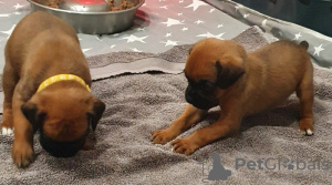 Additional photos: Boxer puppies for sale