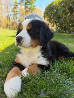 Photo №2 to announcement № 168564 for the sale of bernese mountain dog - buy in Germany breeder