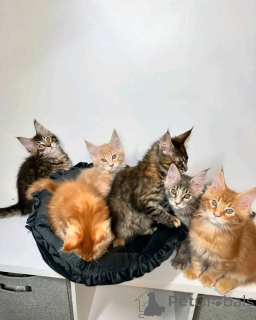 Photo №3. Six Maine coon kittens for rehoming. Finland