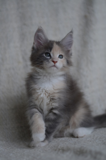 Photo №4. I will sell maine coon in the city of Tolyatti. from nursery - price - 391$