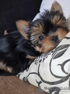 Additional photos: Beautiful puppies of the miniature Yorkshire Terrier