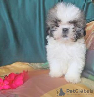 Photo №1. shih tzu - for sale in the city of Lisbon | negotiated | Announcement № 126858