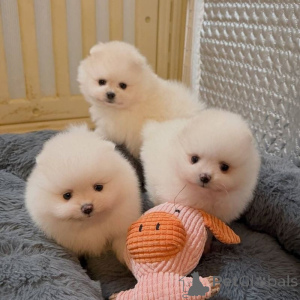 Photo №2 to announcement № 174951 for the sale of pomeranian - buy in Spain 