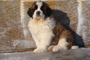 Photo №4. I will sell st. bernard in the city of Barnaul.  - price - 404$