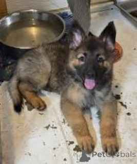 Photo №3. Prachtige Duitse Herder pups te koop. Belgium
