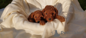 Additional photos: Toy poodle puppies