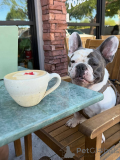 Photo №1. french bulldog - for sale in the city of London Borough of Camden | 516$ | Announcement № 155341