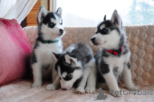 Photo №1. siberian husky - for sale in the city of East Texas | 900$ | Announcement № 157431