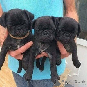 Photo №1. pug - for sale in the city of Dusseldorf | 1032$ | Announcement № 161551