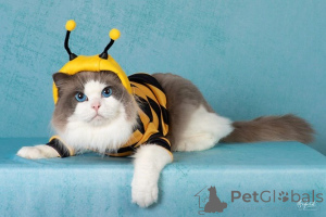 Photo №2 to announcement № 156261 for the sale of ragdoll - buy in Denmark private announcement