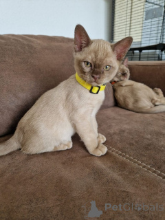 Photo №1. burmese cat - for sale in the city of Hezel | 329$ | Announcement № 148350