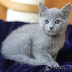 Photo №1. russian blue - for sale in the city of Barsel | 258$ | Announcement № 155671