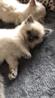 Photo №4. I will sell ragdoll in the city of Валенсия. breeder - price - 370$