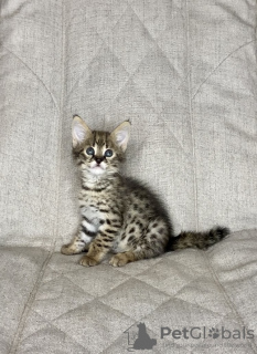 Photo №2 to announcement № 26097 for the sale of savannah cat - buy in Russian Federation from nursery
