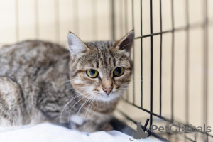 Photo №3. Calm and affectionate Anfisa is looking for a home.. Russian Federation