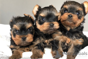 Photo №1. yorkshire terrier - for sale in the city of Малага | 424$ | Announcement № 141020