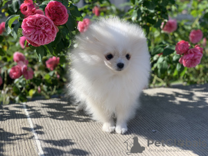 Photo №1. pomeranian - for sale in the city of Warsaw | 1352$ | Announcement № 25730