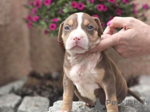 Photo №1. american bully - for sale in the city of Bække | negotiated | Announcement № 170293