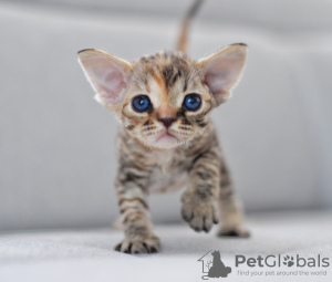 Photo №1. devon rex - for sale in the city of Vreden | 1585$ | Announcement № 44547